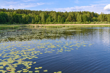 water lilies and cane on overgrown banks of Suja Lake in Polatsk region, Belarus