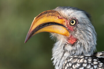Close up of a Southern Yellow-billed Hornbill (Tockus leucomelas) with a blurry background