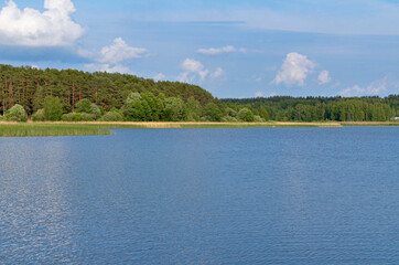 pine forest on overgrown banks of Suja Lake in Polatsk region, Belarus © ssmalomuzh