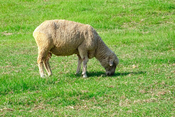 草を食む羊