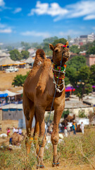 Camel at Pushkar Mel (Pushkar Camel Fair) in Pushkar, Rajasthan, India