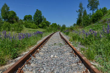 rusty railway among green hills and blooming lupine meadows in Dukhovshchinsky District, Smolensk region, Russia 