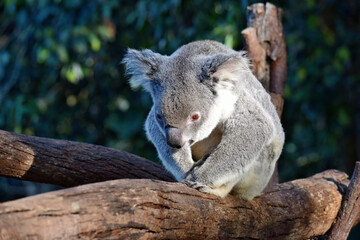 Cute koala sitting on a tree branch eucalyptus