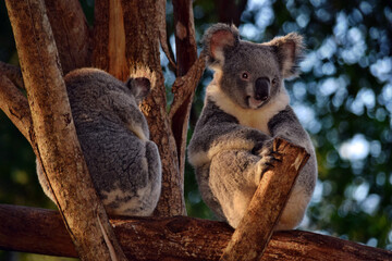 Two cute koalas sitting on a tree branch eucalyptus