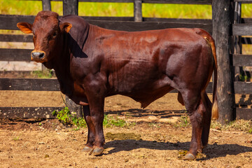 beautiful specimen of Bonsmara cattle, Mato Grosso do Sul, Brazil
