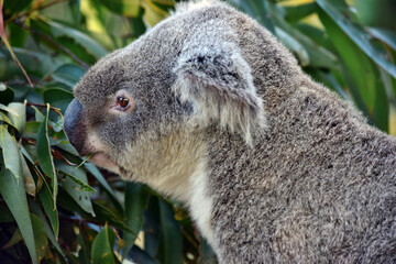 Cute koala sitting and eating eucalyptus on a tree branch