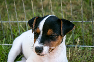 jack russell terrier puppy