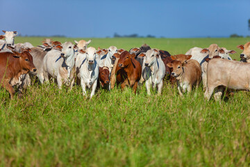herd of Nellore cows with their Bonsmara calves