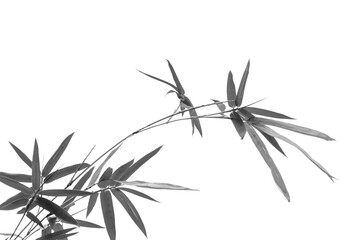 bambou sur fond blanc 