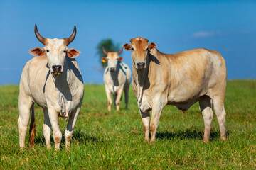 beautiful examples of Nellore cattle in the pasture © Erich Sacco