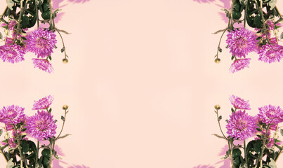 Creative layout made of chrysanthemum flowers on pastel background. Beautiful floral backdrop.