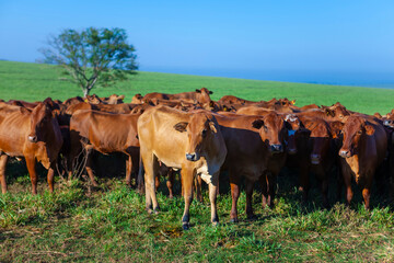 Naklejka na ściany i meble Nellore herd inseminated with Bonsmara calves, Mato Grosso do Sul, Brazil