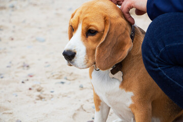 cute tricolor Beagle puppy, sad look, next to the owner