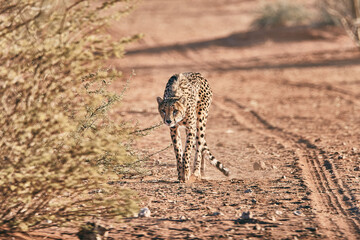 Amazing cheetah close up in Namibia