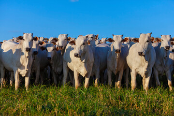 large herd of Nellore cattle on the farm, cows and steers
