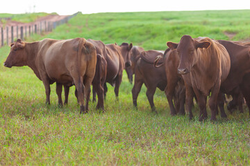 herd on farm pasture, Mato Grosso do Sul, Brazil, Bonsmara breed