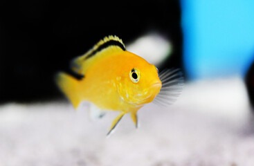 Electric Yellow Afican Cichlid - (Labidochromis caeruleus)