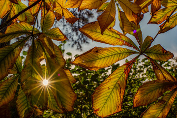 Fototapeta na wymiar Horse chestnut (Aesculus hippocastanum) leaves in full swing of fall autumn colors (green, yellow and red) backlit by sunlight