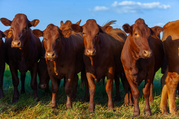 herd of Bonsmara cows with their calves © Erich Sacco