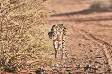 Naklejka na ściany i meble Amazing cheetah close up in Namibia