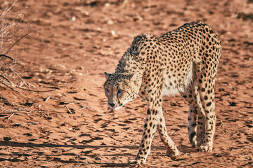 Amazing cheetah close up in Namibia