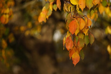 Lovely orange apricot tree leaves on the branch in autumn garden