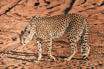 Amazing cheetah close up in Namibia