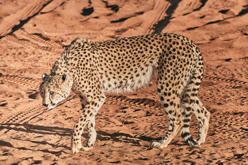Amazing cheetah close up in Namibia