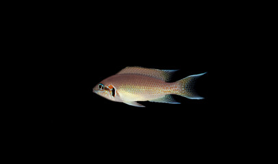 Obraz premium Brichardi Cichlid, Albino African Princess fish - (Neolamprologus brichardi) 