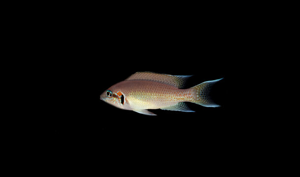 Brichardi Cichlid, Albino African Princess fish - (Neolamprologus brichardi) 