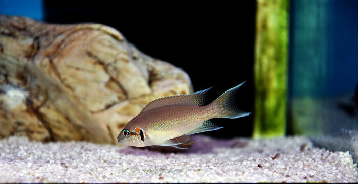 Brichardi Cichlid, Albino African Princess fish - (Neolamprologus brichardi) 