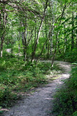 Footpath in the woods