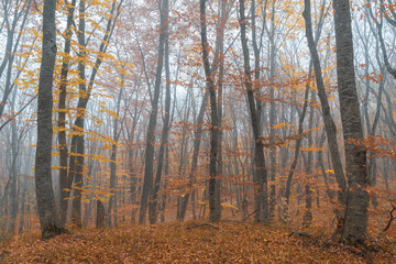 Foggy naked autumn forest in cloudy weather