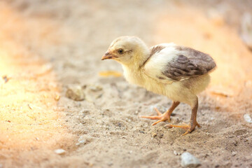 Baby chick