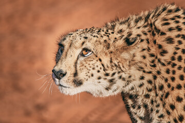 Amazing cheetah close up in Namibia