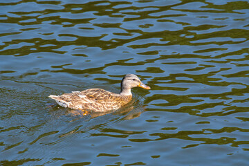 Mallard Duck swimming in cove at Lake Acworth Georgia.