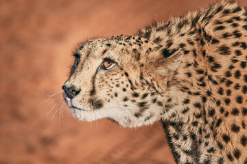 Amazing cheetah close up in Namibia