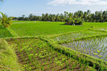 Fototapeta na wymiar Rice fields of Bali