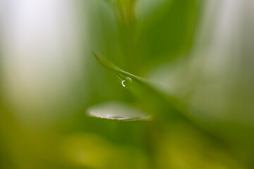water drop on blade of grass