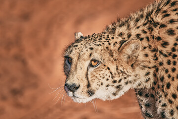 Amazing cheetah close up in Namibia