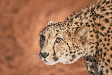 Amazing cheetah close up in Namibia