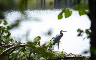 Blue Heron fishing at Lake Acworth in Acworth Georgia.