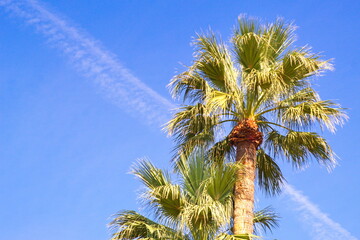 Naklejka premium colorful palm trees on a sunny day