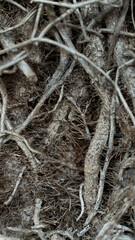 Rampicante morente verticlae