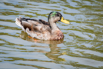 Mallard Duck swimming in cove at Lake Acworth Georgia.