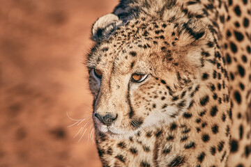 Amazing cheetah close up in Namibia