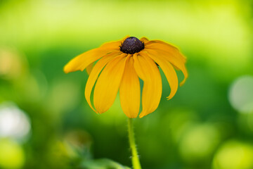 yellow flower on green background