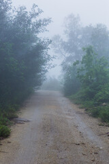 Fog in the forest