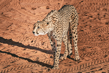 Amazing cheetah close up in Namibia