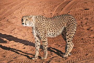 Amazing cheetah close up in Namibia